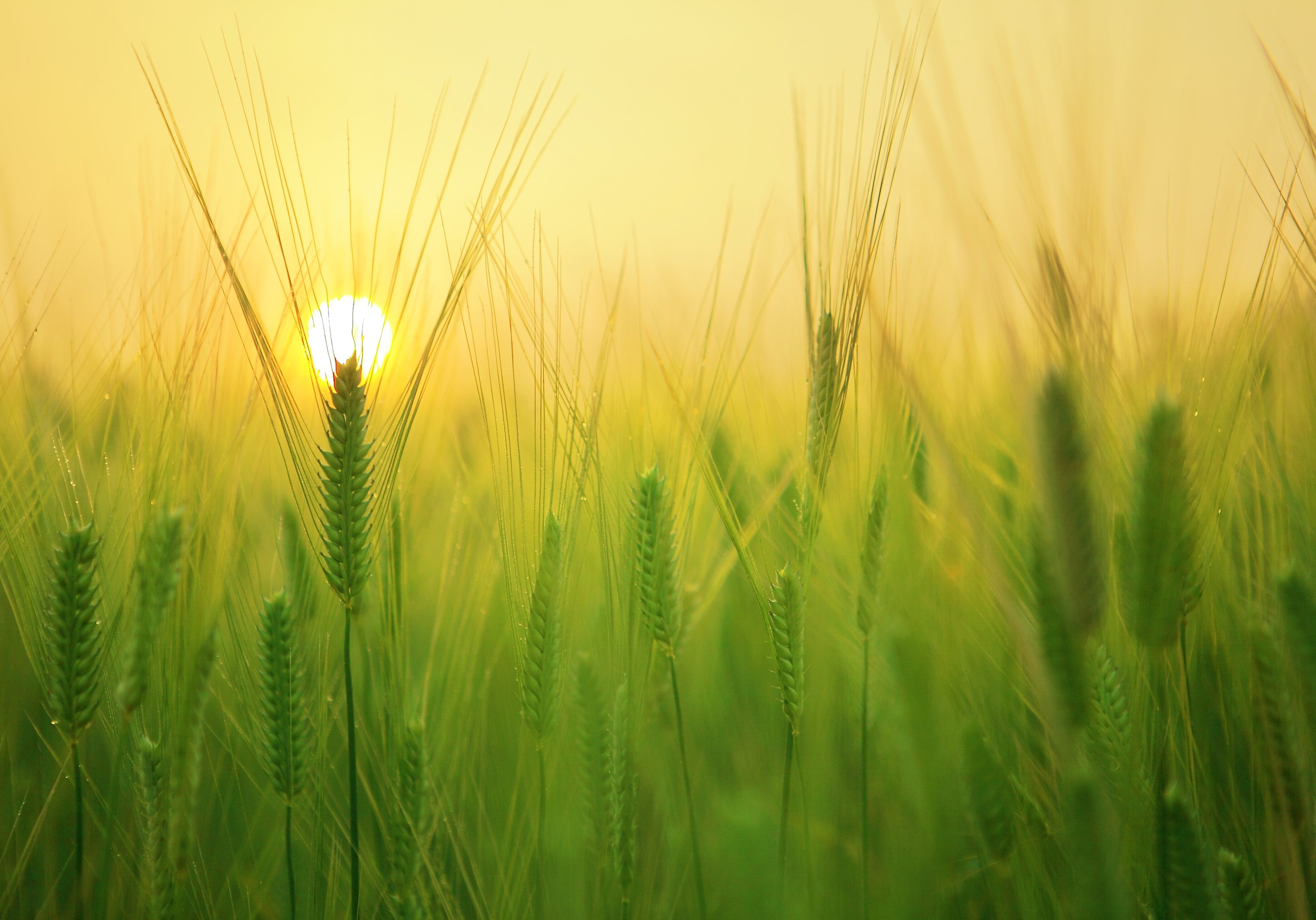 barley-field-sunrise